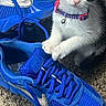 Moo Moo Cow is registered to the contest to win money with this photo: animal, bell, blue_sneaker, carpet, cat, closeup, curious, domestic_cat, feline, footwear, indoor, kitten, lace, nike, paw, pet_collar, playful, texture, white_and_black_fur, young_cat
