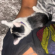 Moo Moo Cow joined the competition — help win amazing prizes! animal, black_and_white, cat, close_up, clothing, collar, cozy, cute, fabric, fur, indoor, kitten, lying_down, person, pet, resting, rhinestones, skin, small, texture