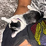 animal, black_and_white, cat, close_up, clothing, collar, cozy, cute, fabric, fur, indoor, kitten, lying_down, person, pet, resting, rhinestones, skin, small, texture