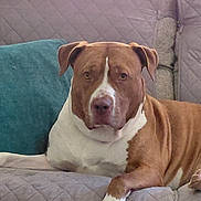 Coco joined the competition — help win amazing prizes! dog, brown, white, couch, quilted, pillow, indoor, pet, canine, relaxed, seated, fur, paw, snout, ears, animal, portrait, companion, home, furniture