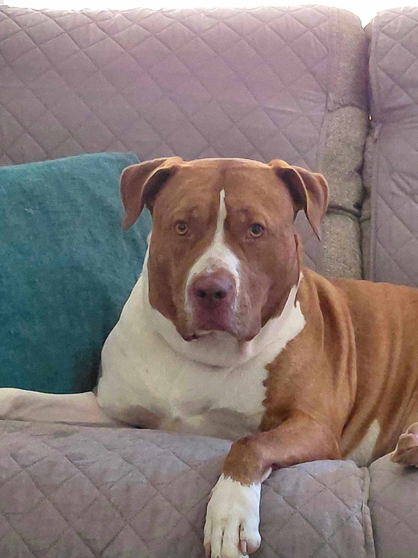 Coco joined the competition — help win amazing prizes! dog, brown, white, couch, quilted, pillow, indoor, pet, canine, relaxed, seated, fur, paw, snout, ears, animal, portrait, companion, home, furniture