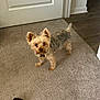 dog, small_dog, yorkshire_terrier, carpet, door, toy, indoor, pet, fur, animal, looking_up, curious, flooring, wood_floor, household, domestic, canine, ears, tail, standing