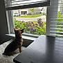 dog, window, blinds, cushion, indoor, table, plant, house, car, daylight, pet, fur, collar, side_view, leafy, neighborhood, quiet, curious, small_dog, resting