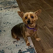 Sassy joined the competition — help win amazing prizes! dog, small_dog, pet, indoor, flooring, rug, brown_dog, purple_collar, cute, sitting, looking_up, ears_up, fur, animal, companion, domestic_animal, alert, home, canine, curious