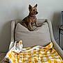 Sassy is registered to the contest to win money with this photo: dog, small_dog, chair, cushion, blanket, purple_collar, indoor, pet, furniture, yellow_checkered, cozy, home, wall, looking_sideways, sitting, fur, ears_up, domestic_animal, relaxed, comfortable