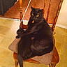 Bear is registered to the contest to win money with this photo: animal, black_cat, carved_wood, cat, chair, cozy, cushion, domestic_cat, feline, flooring, home_interior, indoor, pet, relaxing, resting, stacked_cats, tile_floor, warm_lighting, wooden_chair, yellow_eyes