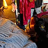 animal, black_cat, casual, cat, clothing, colorful_clothes, cozy, curly_hair, face, furniture, home, indoor, lamp, looking, person, pet, portrait, relaxed, sweater, yellow_eyes