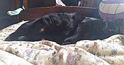 Bear is registered to the contest to win money with this photo: animal, bed, black_cat, blanket, cat, comfort, cozy, cute, domestic, floral_pattern, furniture, furry, home, indoor, pet, plush_toy, relaxation, resting, sleeping, soft