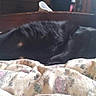 animal, bed, black_cat, blanket, cat, comfort, cozy, cute, domestic, floral_pattern, furniture, furry, home, indoor, pet, plush_toy, relaxation, resting, sleeping, soft