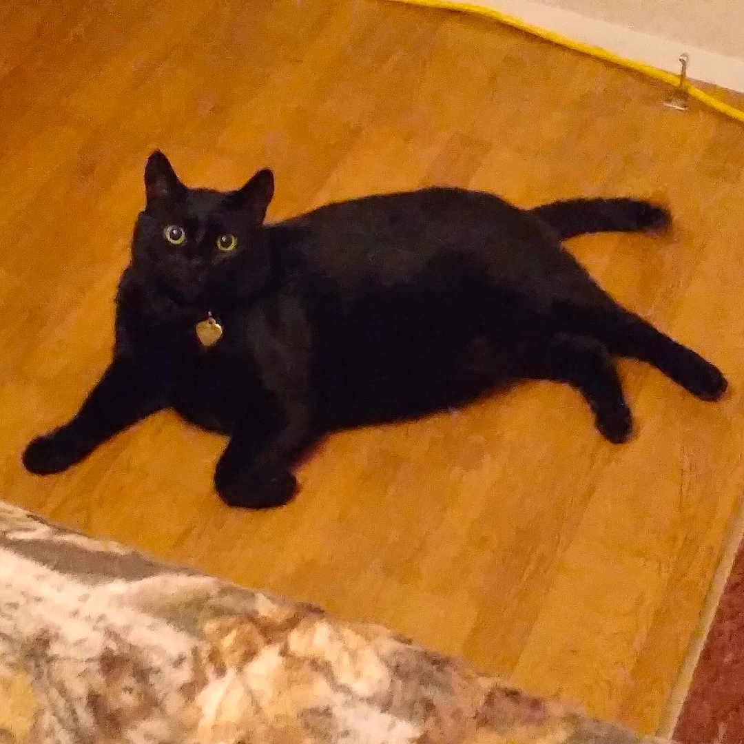Bear