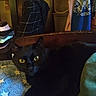 Bear is registered to the contest to win money with this photo: animal, black_cat, blanket, butterfly_print, cat, close_up, clothing, cozy, domestic, folded_clothes, furniture, home, indoor, pet, quiet, relaxed, star_pattern, textile, wooden_furniture, yellow_eyes