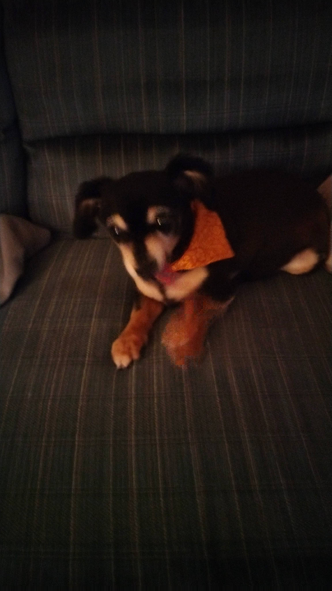 Ebby is registered to the contest to win money with this photo: brown, canidae, carnivore, comfort, companion_dog, darkness, dog, dog_breed, fawn, flooring, fur, hardwood, paw, snout, sporting_group, tints_and_shades, toy_dog, whiskers, wood, working_animal