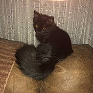 Abby joined the competition — help win amazing prizes! cat, black_cat, fluffy_tail, yellow_eyes, couch, brown_cushion, indoor, pet, feline, curtain, cozy, animal, fur, sitting, looking_away, home, domestic_cat, cute, resting, furniture