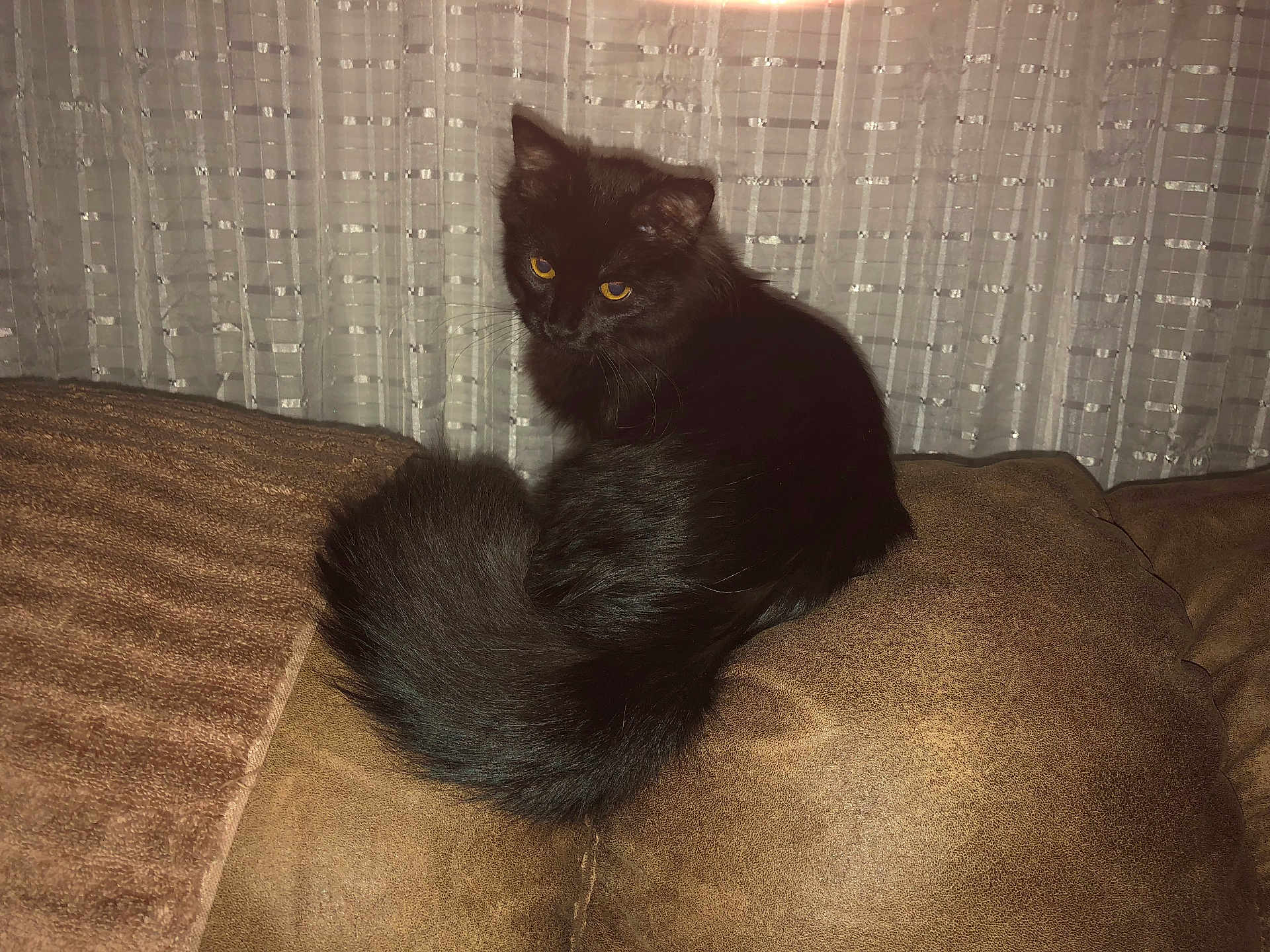 Abby