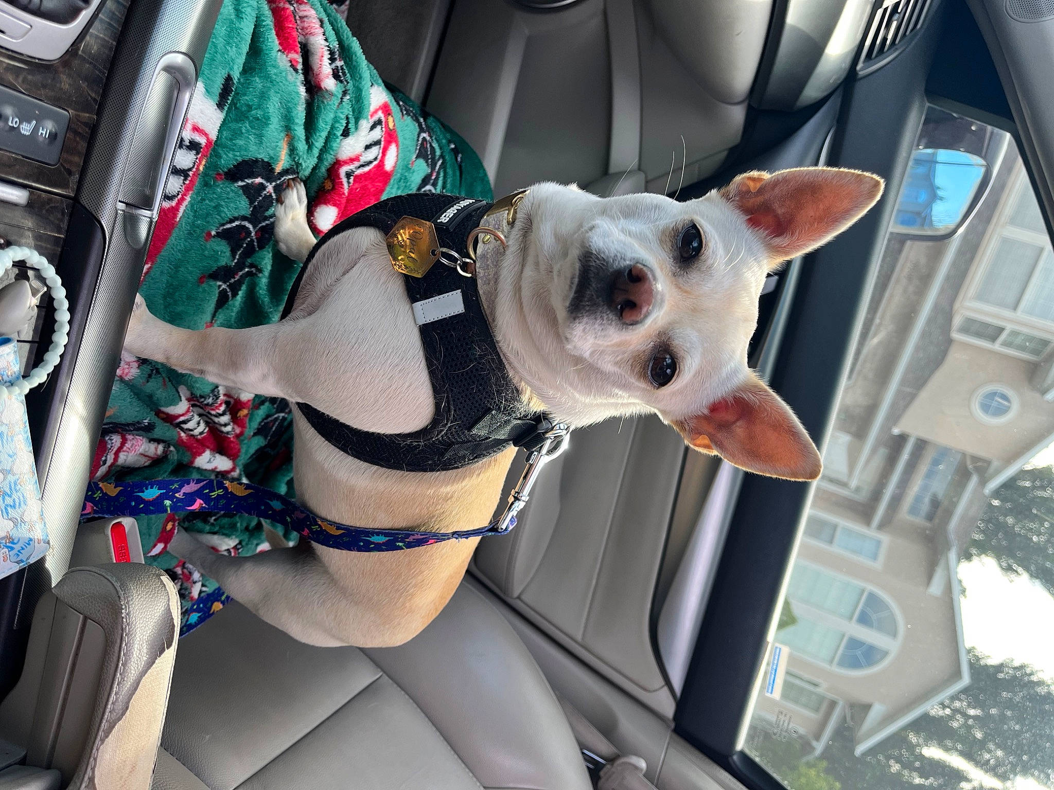 Opal is registered to the contest to win money with this photo: auto_part, canidae, carnivore, collar, companion_dog, dog, dog_breed, dog_collar, dog_supply, eyewear, fashion_accessory, fawn, hood, non_sporting_group, snout, sporting_group, vehicle, vehicle_door, white, working_animal