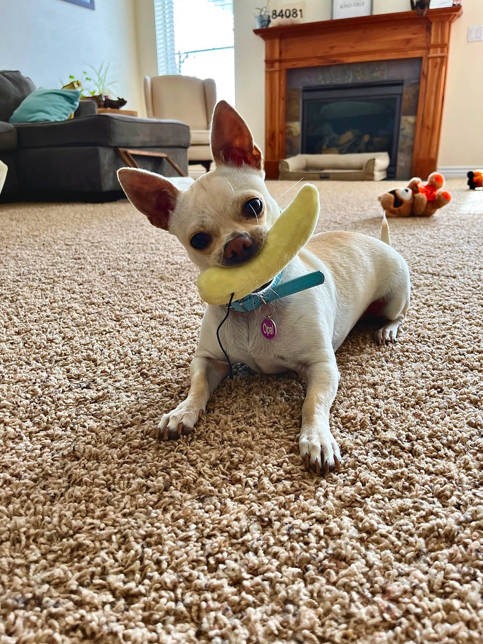 Opal joined the competition — help win amazing prizes! carnivore, chihuahua, collar, companion_dog, dog, dog_breed, dog_supply, fawn, flooring, flowerpot, houseplant, mammal, picture_frame, plant, snout, toy_dog, whiskers, window, wood, working_animal