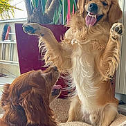 Tango a rejoint le concours — aidez-le/la à gagner de superbes lots ! animal, bed, canine, companion, cute, dog, domestic, expression, friendship, fur, golden_retriever, happy, indoor, interaction, mammal, paw, pet, playful, tongue, two_dogs