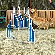 Tango a rejoint le concours — aidez-le/la à gagner de superbes lots ! active, agility_course, animal, canine, dog, exercise, fence, golden_retriever, handler, happy, jumping, leap, nature, outdoor, pet, playful, sand, sport, training, trees