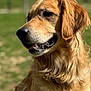 animal, canine, closeup, companion, dog, ears, friendly, fur, golden_retriever, grass, happy, head, mammal, mouth, nature, outdoor, pet, portrait, sunlight, tongue