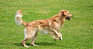 Tango a rejoint le concours — aidez-le/la à gagner de superbes lots ! active, animal, canine, daytime, dog, fur, golden_retriever, grass, happy, jumping, mammal, nature, outdoor, park, pet, playful, running, sunlight, tail, tongue