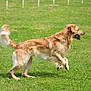Tango a rejoint le concours — aidez-le/la à gagner de superbes lots ! active, animal, canine, daytime, dog, fur, golden_retriever, grass, happy, jumping, mammal, nature, outdoor, park, pet, playful, running, sunlight, tail, tongue