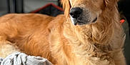 Tango a rejoint le concours — aidez-le/la à gagner de superbes lots ! animal, bed, blanket, canine, companion, cozy, cute, dog, domestic, fur, golden_retriever, home, indoor, looking_away, mammal, pet, portrait, relaxed, resting, soft_light