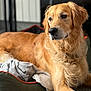 animal, bed, blanket, canine, companion, cozy, cute, dog, domestic, fur, golden_retriever, home, indoor, looking_away, mammal, pet, portrait, relaxed, resting, soft_light
