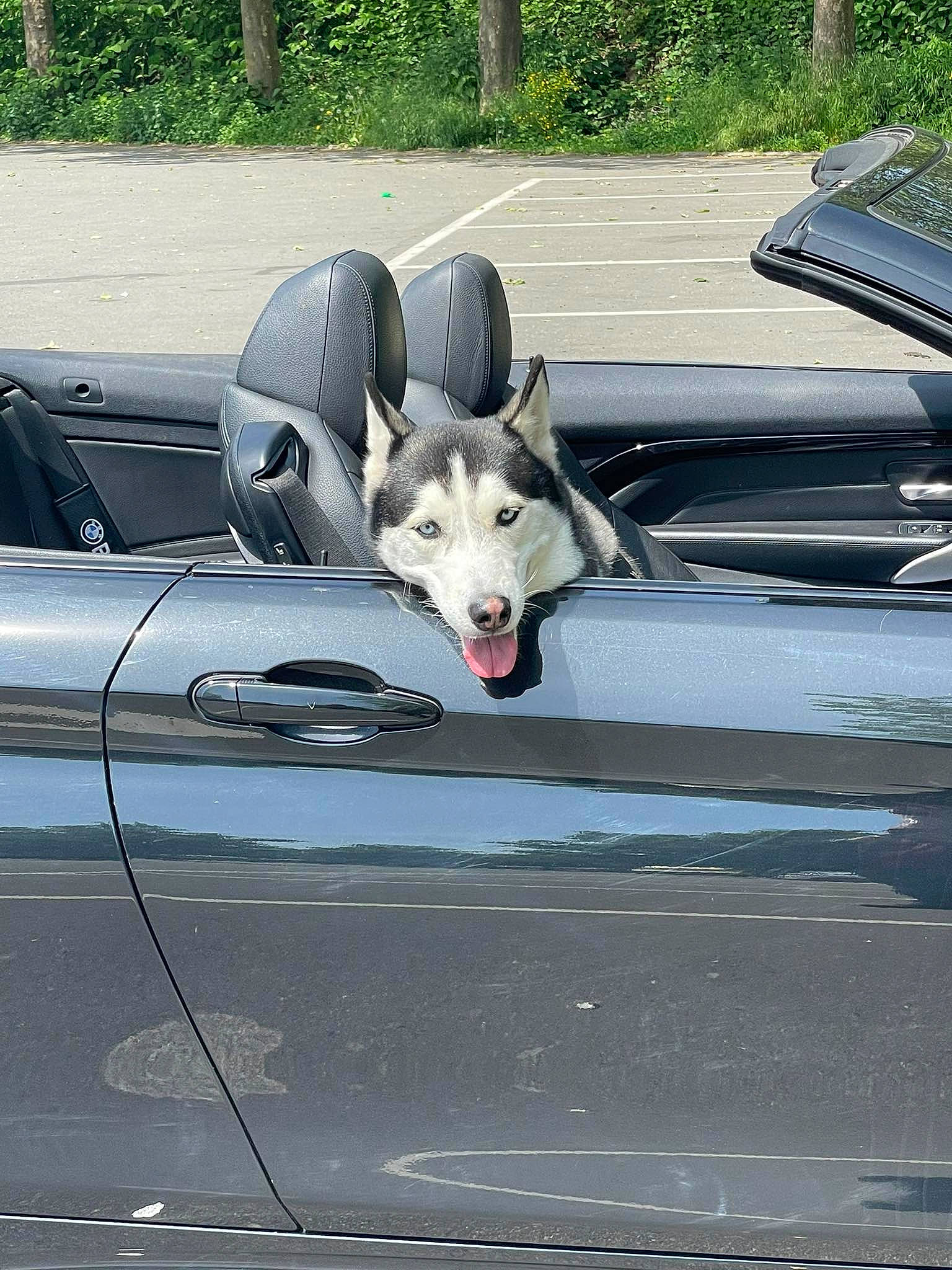 Raïky a rejoint le concours — aidez-le/la à gagner de superbes lots ! automotive_design, automotive_exterior, automotive_lighting, automotive_tire, car, carnivore, dog, dog_breed, door, fender, hood, motor_vehicle, personal_luxury_car, plant, snout, vehicle, vehicle_door, vehicle_registration_plate, wheel, windscreen_wiper