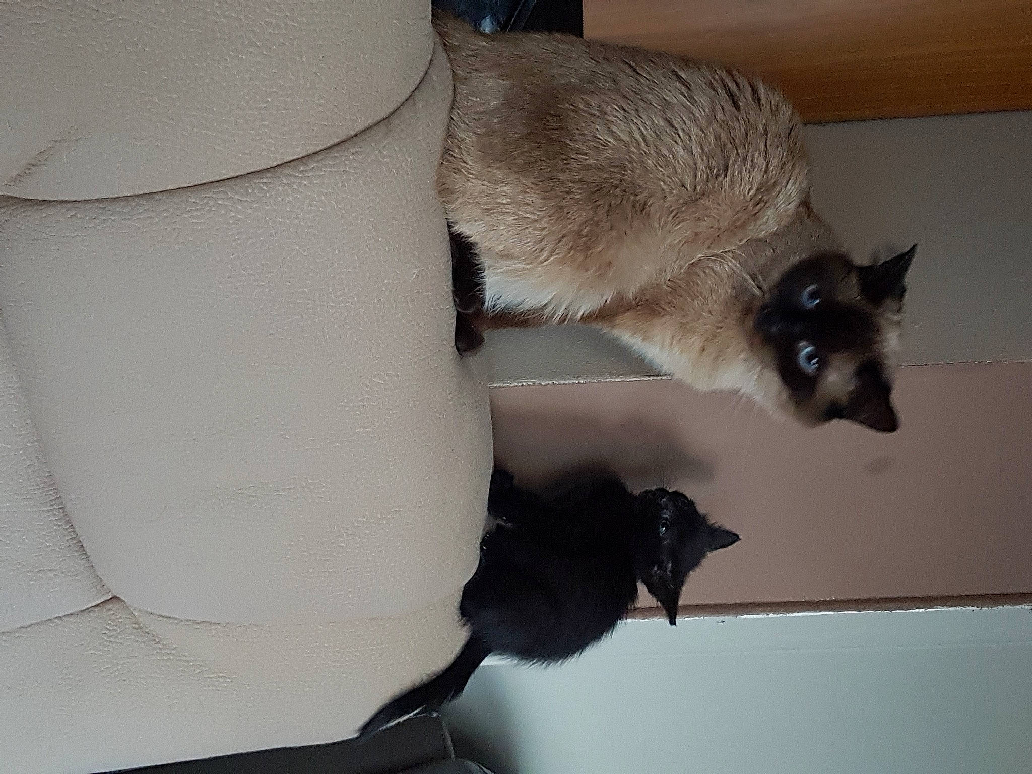 Démonia participe au concours pour gagner de l'argent avec cette photo : balinese, birman, bombay, carnivore, cat, claw, comfort, domestic_short_haired_cat, fawn, felidae, fur, siamese, small_to_medium_sized_cats, snout, tail, terrestrial_animal, thai, whiskers