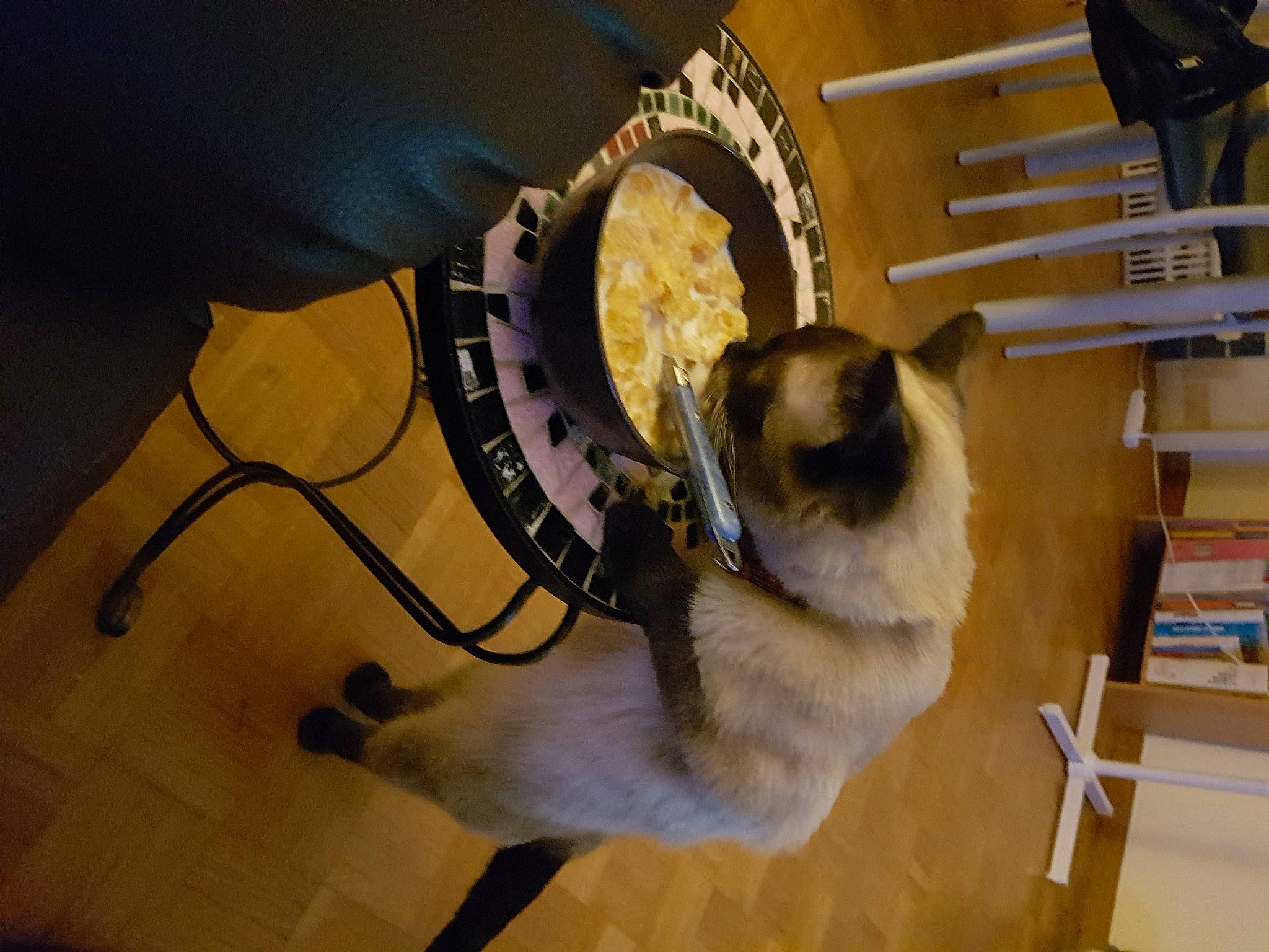 Démonia participe au concours pour gagner de l'argent avec cette photo : balinese, bookcase, carnivore, collar, companion_dog, dog_breed, fawn, felidae, flooring, fur, pet_supply, pug, shelf, shelving, siamese, small_to_medium_sized_cats, snout, thai, whiskers, wood