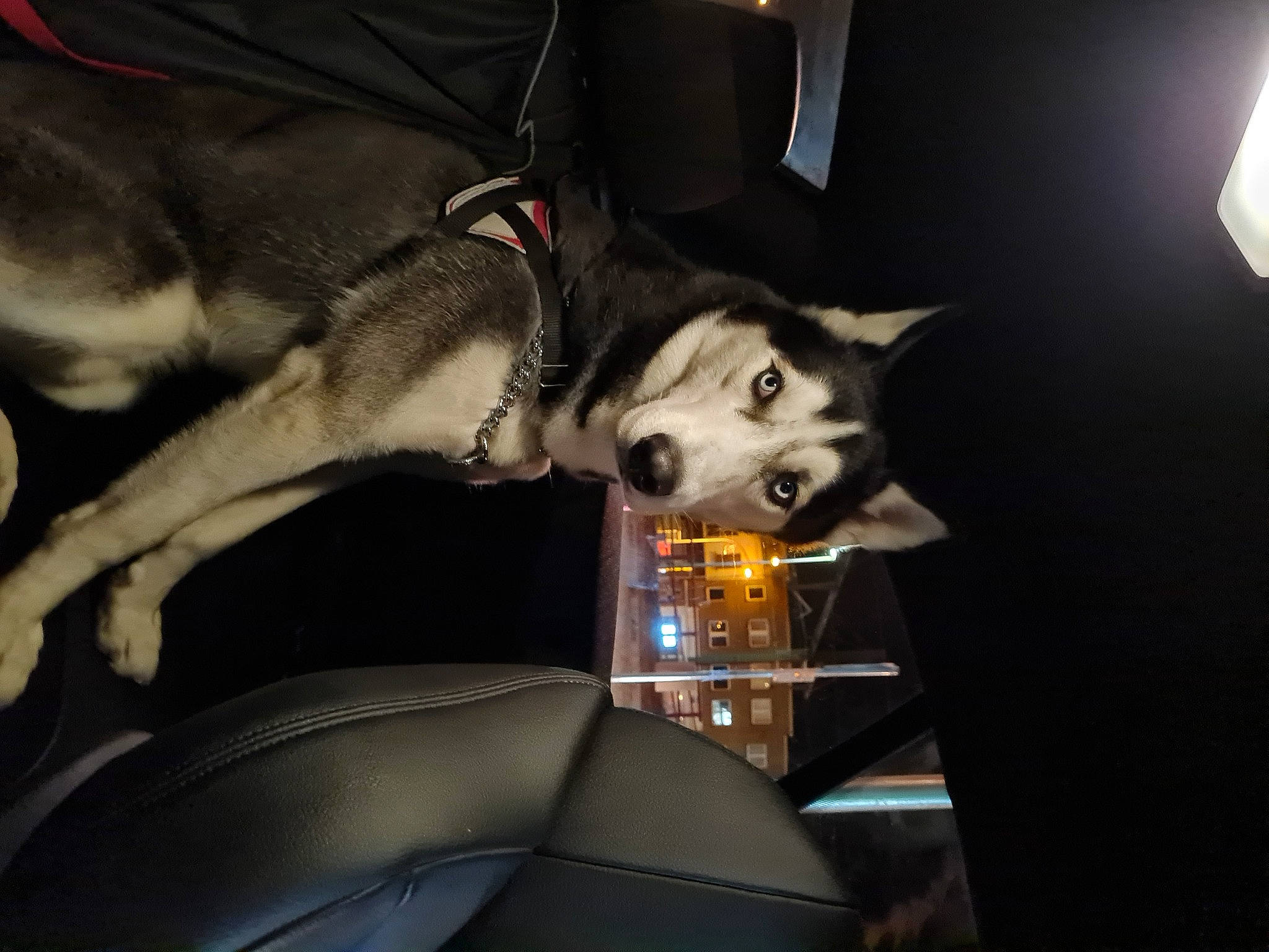 Raïky participe au concours pour gagner de l'argent avec cette photo : auto_part, automotive_design, automotive_exterior, canis, car, car_seat, carnivore, companion_dog, darkness, dog, dog_breed, family_car, fur, light, personal_luxury_car, sled_dog, sporting_group, steering_wheel, vehicle, vehicle_door