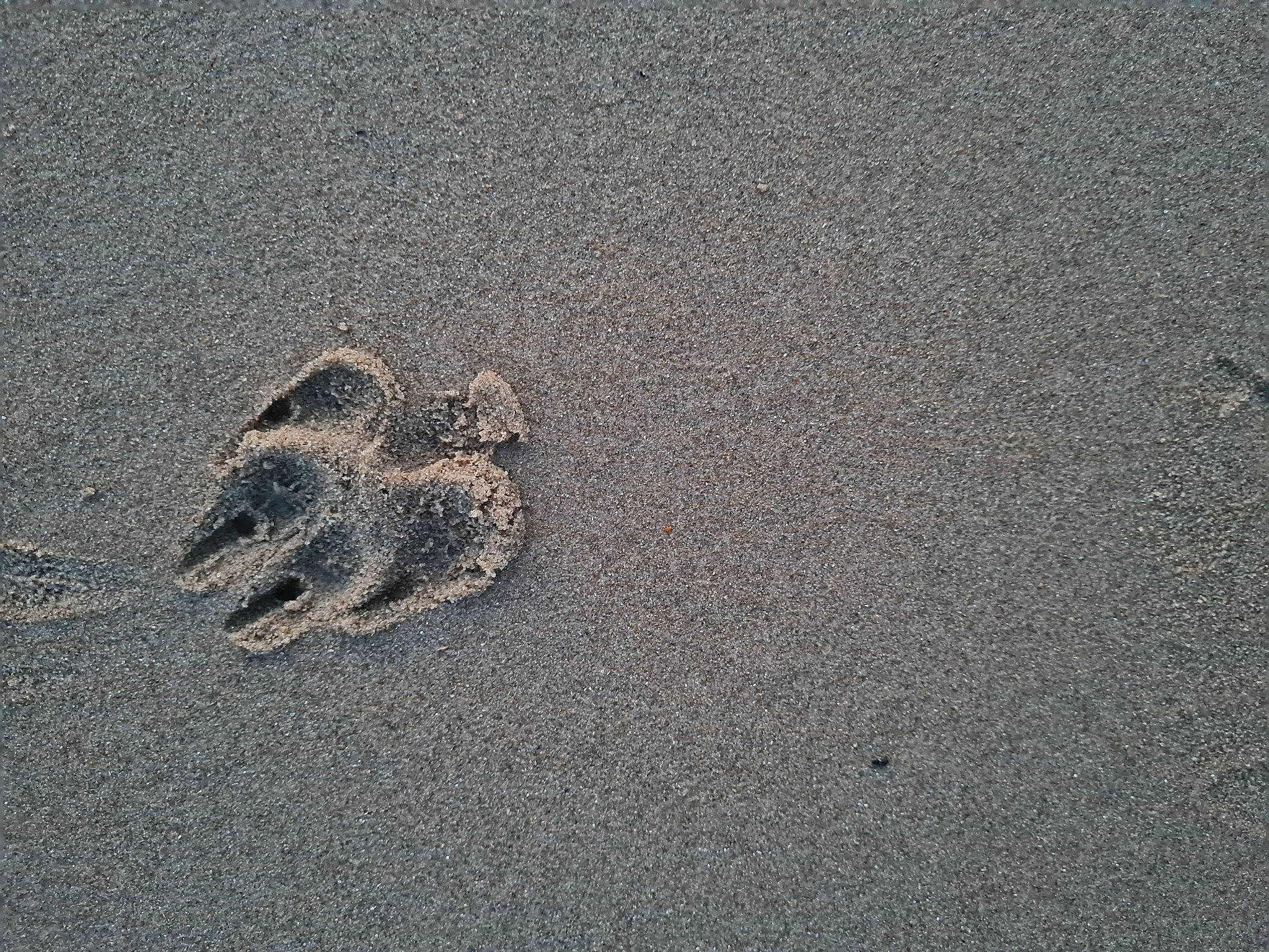 Raïky a rejoint le concours — aidez-le/la à gagner de superbes lots ! art, asphalt, beach, concrete, footprint, grey, landscape, paw, road_surface, sand, shadow, soil, tar, terrestrial_animal