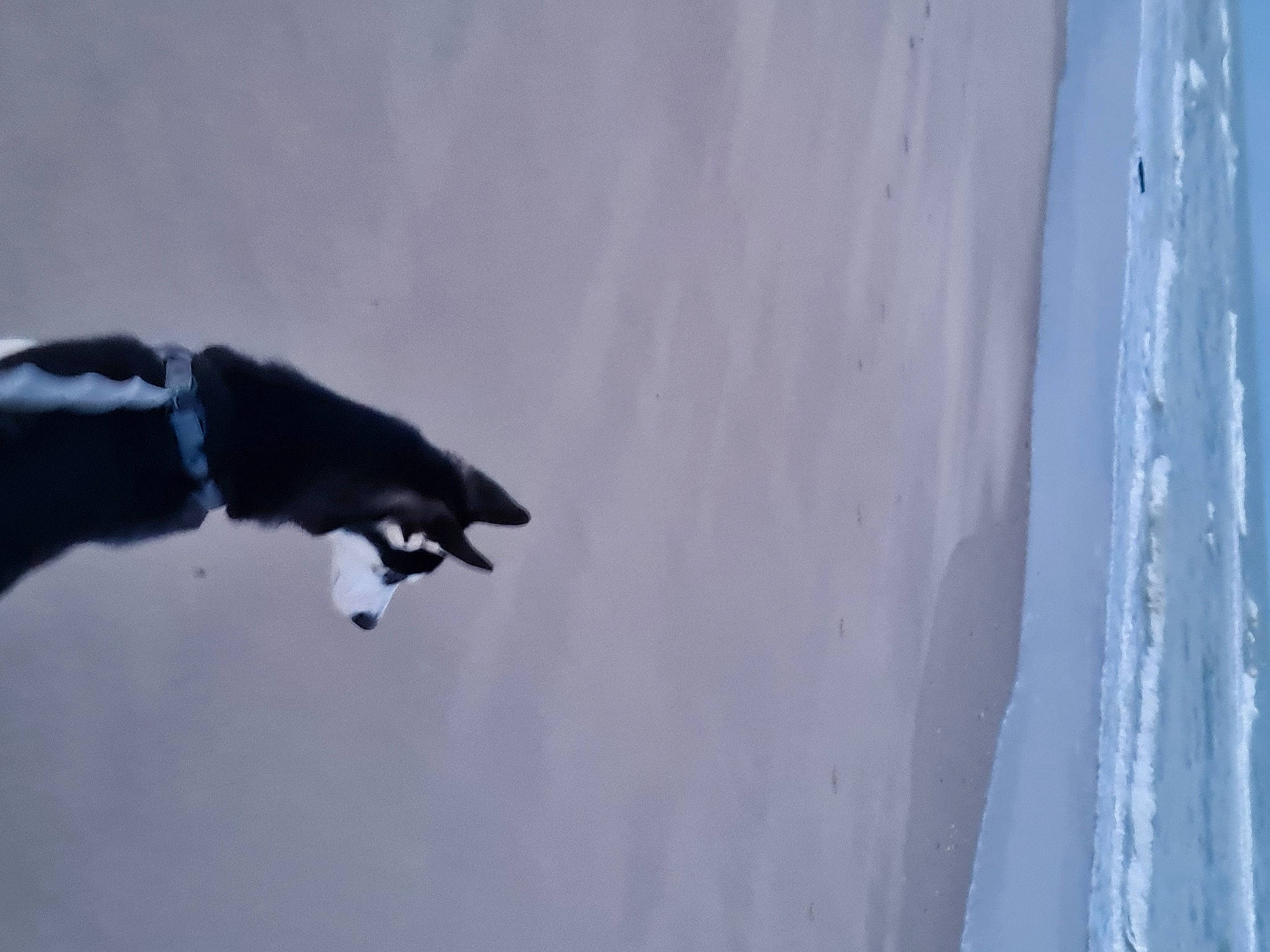 Raïky a rejoint le concours — aidez-le/la à gagner de superbes lots ! art, atmospheric_phenomenon, beak, cloud, freezing, glacial_landform, ice_cap, lake, ocean, reflection, seabird, sky, slope, snow, tail, tree, water, wing, winter, wood