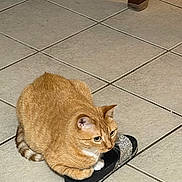 Dexi is registered to the contest to win money with this photo: cat, ginger_cat, slipper, floor, tile_floor, indoor, pet, animal, feline, sitting, curious, paw, tail, striped_tail, ear, whiskers, domestic_cat, cute, cozy, household