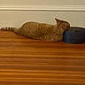 cat, orange_tabby, floor, wooden_floor, bowl, pet, indoor, animal, feline, resting, side_view, domestic_cat, striped, cute, sleeping, head_down, quiet, household, calm, relaxed