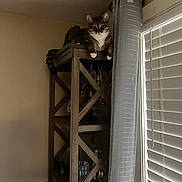 Zeus joined the competition — help win amazing prizes! cat, tabby_cat, feline, shelf, wooden_furniture, curtain, window_blinds, indoor, pet, animal, relaxed, looking, home, cozy, natural_light, curious, resting, quiet, decor, living_room