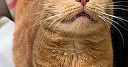 Abby is registered to the contest to win money with this photo: cat, ginger_cat, orange_fur, feline, pet, animal, close_up, portrait, face, whiskers, ears, green_eyes, nose, mouth, sitting, indoor, bathroom, sink, tile, photography