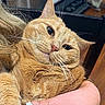Abby joined the competition — help win amazing prizes! cat, orange_cat, ginger_cat, fluffy, furry, whiskers, pet, animal, close_up, portrait, lying_down, being_held, cuddling, green_eyes, indoors, cozy, warm_lighting, soft_fur, relaxed, cute