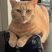 Abby is registered to the contest to win money with this photo: cat, orange_cat, ginger_cat, feline, pet, animal, whiskers, green_eyes, ears, fur, fluffy, sitting, portrait, close_up, indoors, black_bag, shiny, relaxed, looking_at_camera, home
