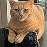 cat, orange_cat, ginger_cat, feline, pet, animal, whiskers, green_eyes, ears, fur, fluffy, sitting, portrait, close_up, indoors, black_bag, shiny, relaxed, looking_at_camera, home