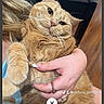 Abby joined the competition — help win amazing prizes! cat, orange_cat, ginger_cat, pet, feline, animal, close_up, portrait, whiskers, ears, fur, tabby, relaxed, sitting, being_held, human_hand, indoor, phone_screenshot, social_media, watermark