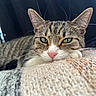 cat, tabby_cat, pet, animal, feline, close_up, portrait, green_eyes, whiskers, pink_nose, striped_fur, ears, face, lying_down, blanket, cozy, indoor, soft_focus, photography, relaxed