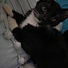 cat, tuxedo_cat, black_and_white, pet, animal, feline, whiskers, ears, eyes, portrait, lying_down, bed, blanket, bedding, bedroom, indoors, cozy, blue_background, relaxed, close_up