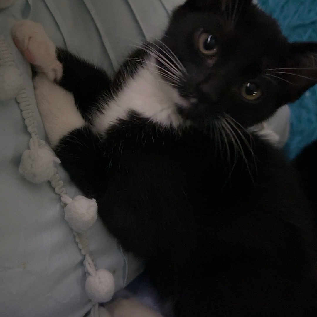 Stella