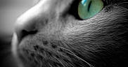 Nala participe au concours pour gagner de l'argent avec cette photo : animal, black_and_white, cat, close_up, detail, eye, face, feline, fur, macro, mammal, nature, pet, portrait, profile, sharp_eye, soft_focus, texture, whisker, whiskers