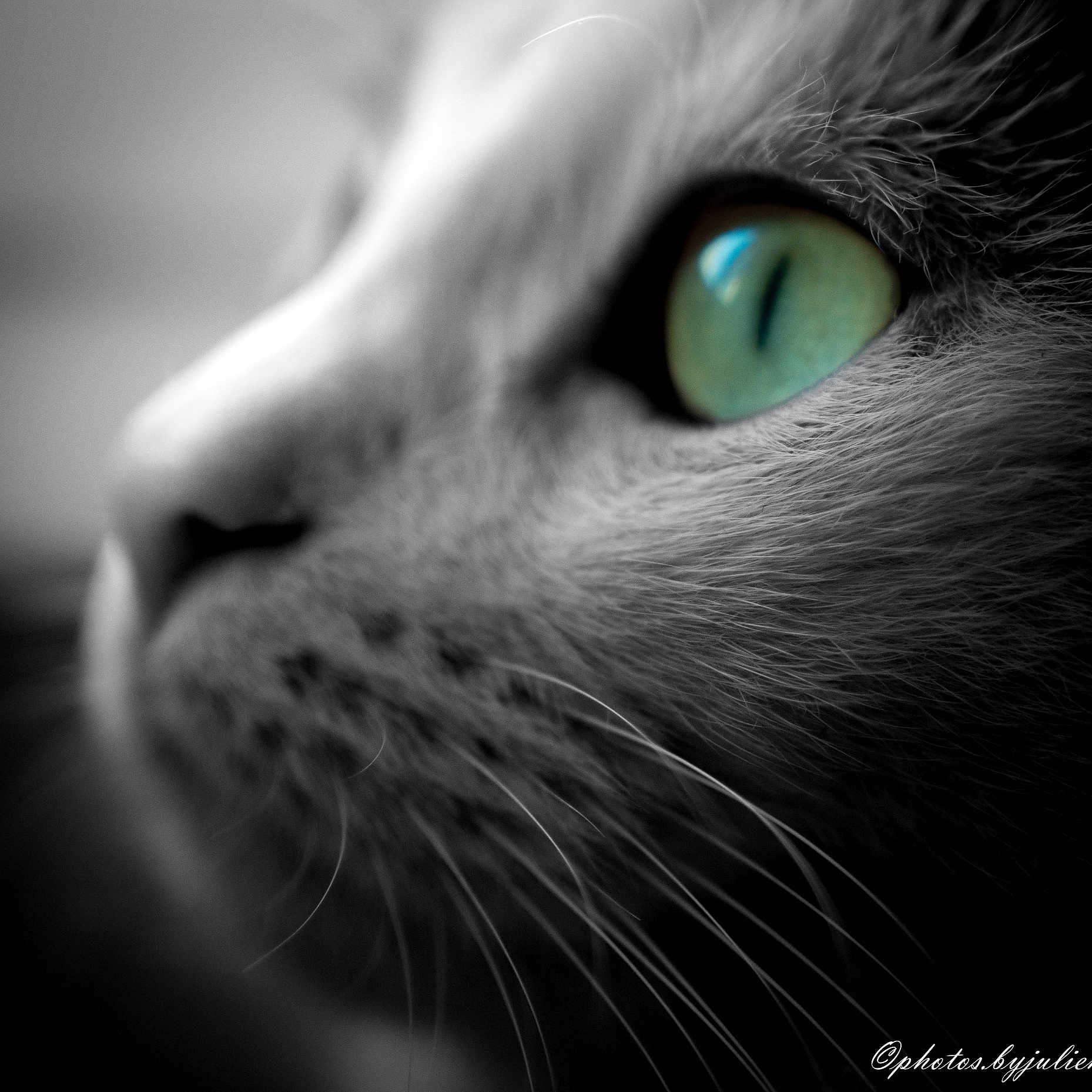 Nala