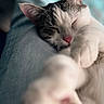 Nala a rejoint le concours — aidez-le/la à gagner de superbes lots ! animal, blurred_background, cat, close_up, cozy, cute, denim, fur, human_leg, indoor, paw, pet, pink_nose, relaxed, resting, sleeping, soft_focus, tabby, whiskers, white
