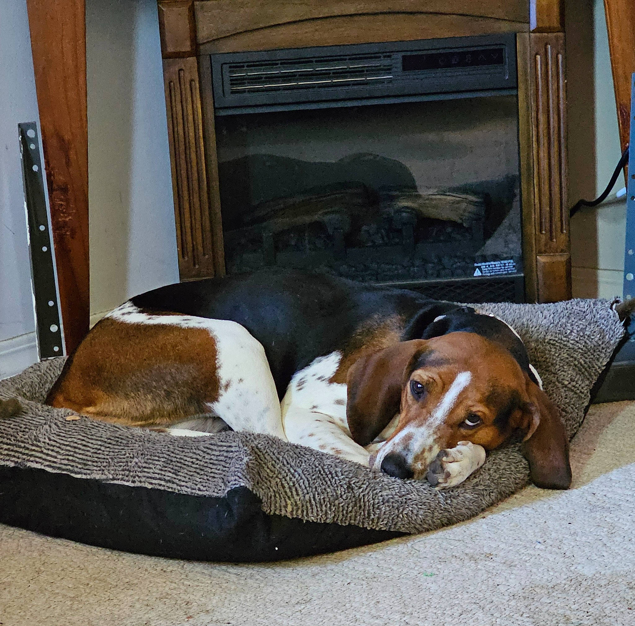 Delilah is registered to the contest to win money with this photo: canidae, carnivore, comfort, companion_dog, curtain, dog, dog_breed, dog_supply, door, hardwood, hound, liver, pet_supply, scent_hound, sporting_group, terrestrial_animal, window, wood, working_animal