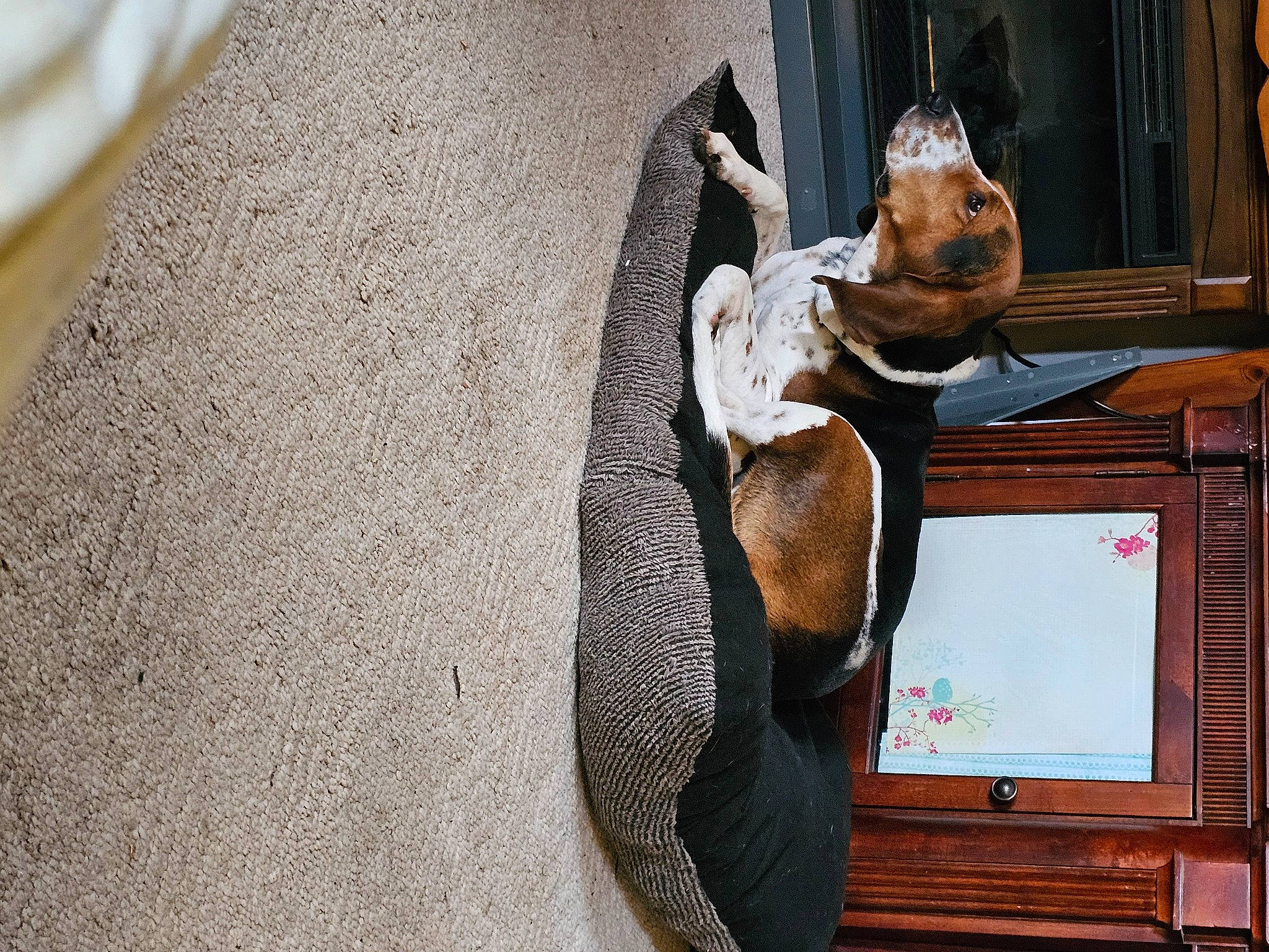 Delilah joined the competition — help win amazing prizes! art, comfort, fawn, felidae, fish, fur, hat, rabbit, room, sitting, small_to_medium_sized_cats, tail, textile, toy, tree, whiskers, wood