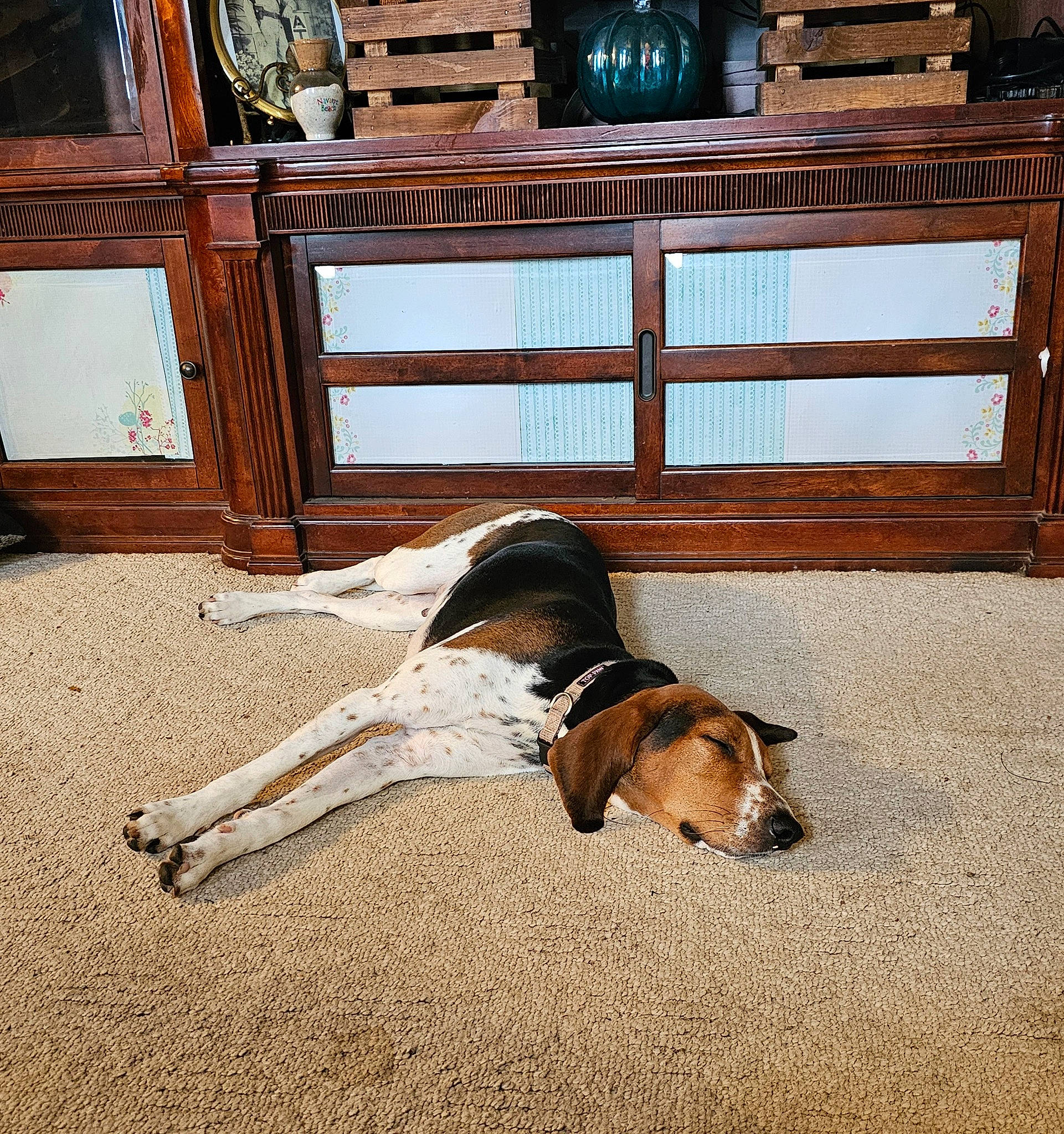 Delilah is registered to the contest to win money with this photo: carnivore, comfort, companion_dog, dog, dog_breed, door, fawn, floor, flooring, fur, hardwood, hound, house, scent_hound, sitting, sporting_group, tail, window, wood, working_animal